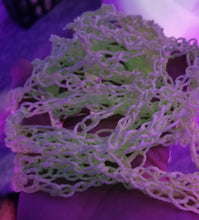 Load image into Gallery viewer, Crochet Glow in the Dark Spider Web – Halloween Decoration (44" Wide)
